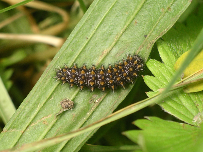 Bruco di melitaea athalia?